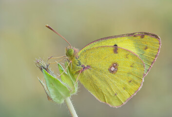 Colias croceus, farfalla dal colore giallo intenso