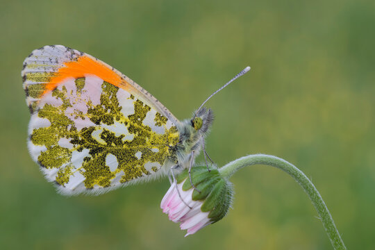 Anthocharis cardamines, farfalla primaverile, dalle forti colorazioni 