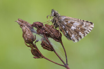 Fototapeta na wymiar Pyrgus, piccolissima farfalla con rugiada 