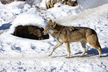 Fototapeta na wymiar Timber Wolf or Grey Wolf Canis lupus walking in the winter snow.