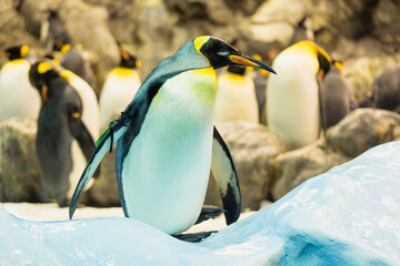 Fototapeta premium OLYMPUS DIGITAL CAMERA