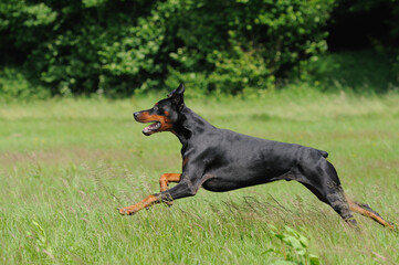 Doberman runs across meadow 