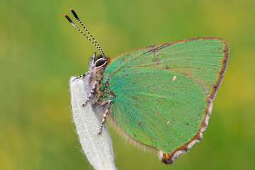 Callophrys rubi, piccola farfalla verse smeraldo 
