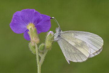 Farfalla su fiore, Leptidea sinapis