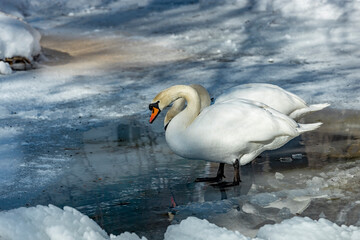 Two white swans on a frozen lake in winter.