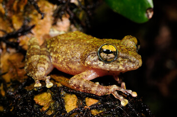 Hollow-snouted Shrub Frog // perfekt getarnter Ruderfrosch  (Pseudophilautus cf. cavirostris) - Sri Lanka © bennytrapp