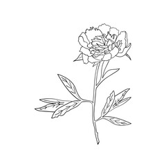 Vector peony flower on white background. Element for design. Hand-drawn contour lines.