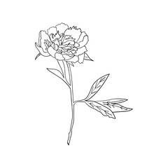 Vector peony flower on white background. Element for design. Hand-drawn contour lines.