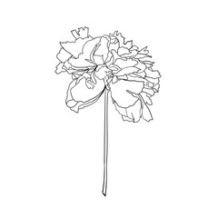 Vector peony flower on white background. Element for design. Hand-drawn contour lines.