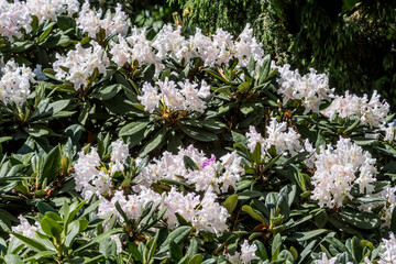 Yakushima Rhododendron Cultivar (Rhododendron yakushimanum) in park