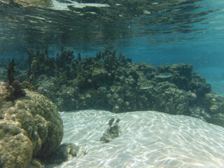 Island