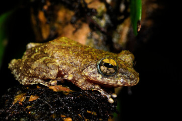 Hollow-snouted Shrub Frog // perfekt getarnter Ruderfrosch  (Pseudophilautus cf. cavirostris) - Sri Lanka © bennytrapp