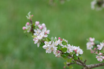  branch of blossoming apple tree in spring. High quality photo 