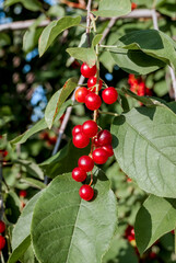 Chokecherry (Prunus virginiana) in park