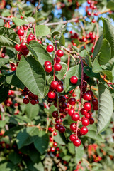 Chokecherry (Prunus virginiana) in park