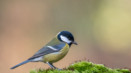 Fototapeta premium Great Tit sitting on a stick