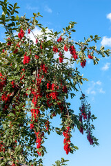 Chokecherry (Prunus virginiana) in park