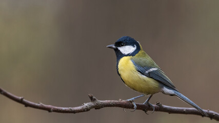 Fototapeta premium Great Tit sitting on a stick