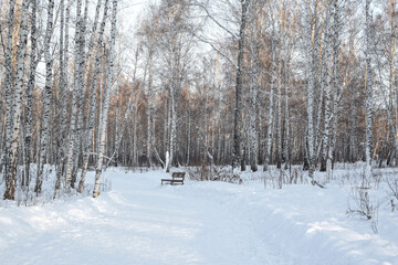 Winter road in the forest, illuminated by the bright sun. Birch Grove. Horizontal photography. Copy space.