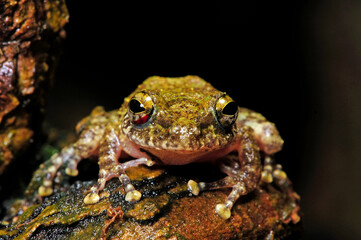 Ruderfrosch // Hollow-snouted Shrub Frog (Pseudophilautus cf. cavirostris) - Sri Lanka © bennytrapp