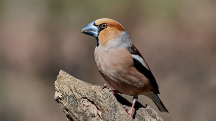 Hawfinch sitting on the branch.
