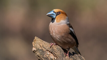 Hawfinch sitting on the branch.