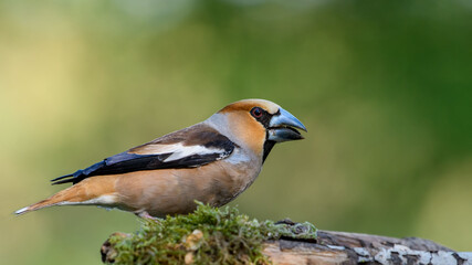 Hawfinch sitting on the branch.