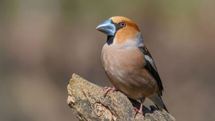 Hawfinch sitting on the branch.