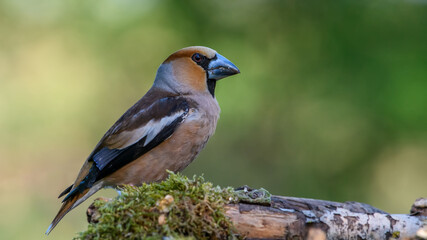 Hawfinch sitting on the branch.