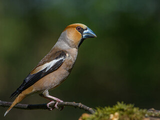 Hawfinch sitting on the branch.