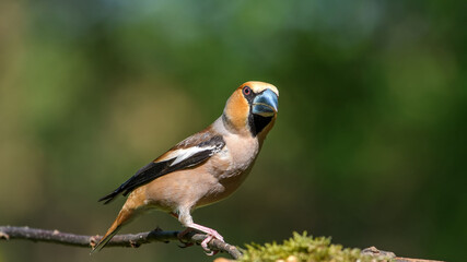Hawfinch sitting on the branch.