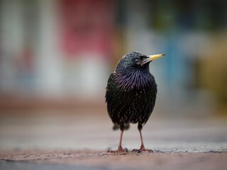 Standing Starling 