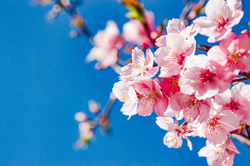 鮮やかな青空と満開の桜の花