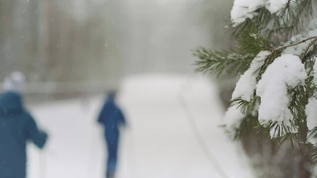 People in the snow are running in the forest on skis. The shallow depth of field allows you to see the falling snow. On a day off, people in Latvia like to ski in the forest.
