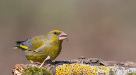 European Greenfinch. Yellow songbird sitting on the moss