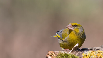 European Greenfinch. Yellow songbird sitting on the moss