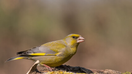 European Greenfinch. Yellow songbird sitting on the moss