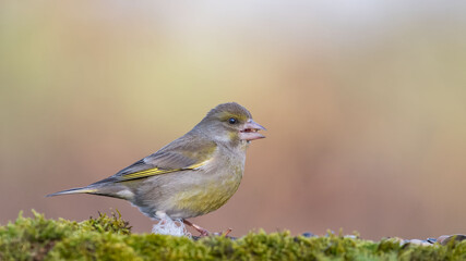 European Greenfinch. Yellow songbird sitting on the moss