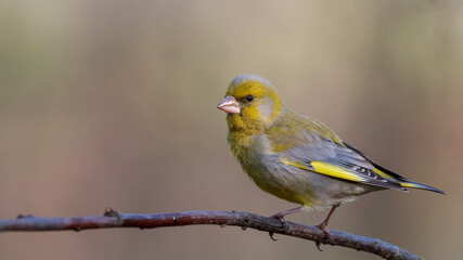 European Greenfinch. Yellow songbird sitting on the moss