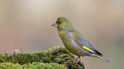 European Greenfinch. Yellow songbird sitting on the moss