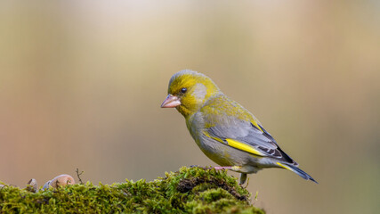 European Greenfinch. Yellow songbird sitting on the moss