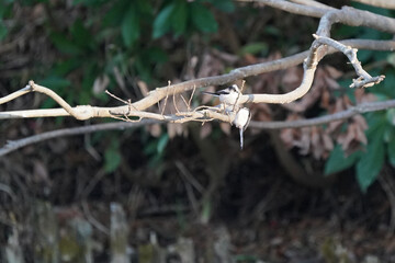 long tail tit on the branch