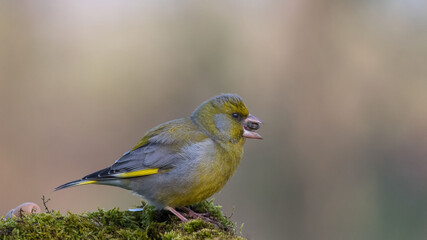 European Greenfinch. Yellow songbird sitting on the moss