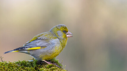 European Greenfinch. Yellow songbird sitting on the moss