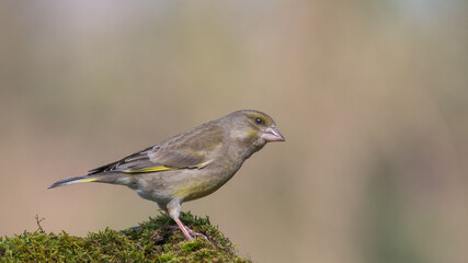 European Greenfinch. Yellow songbird sitting on the moss