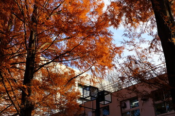 autumn in the city