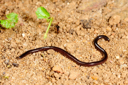 Sri Lanka worm snake // Sri Lanka-Wurmschlange (Indotyphlops lankaensis)