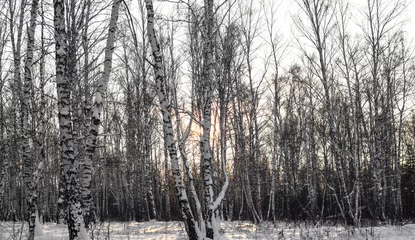 Foto auf Leinwand Panorama of the winter birch forest. The bright sun illuminates the trees. Winter sunset in the forest. © Natalya
