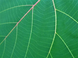 Green leaf texture abstract background texture with veins nature macro fresh