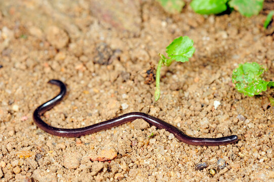 Sri Lanka worm snake // Sri Lanka-Wurmschlange (Indotyphlops lankaensis)